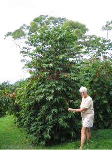 Hawaii_Kona_Kowali1 Rita Cowell and her monster coffee tree!